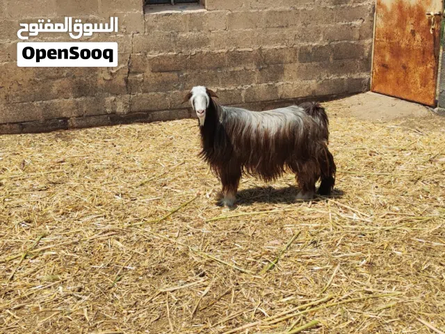شاه عمانية من حلال بني سعيد ممتازة للتربية صغيرة سن