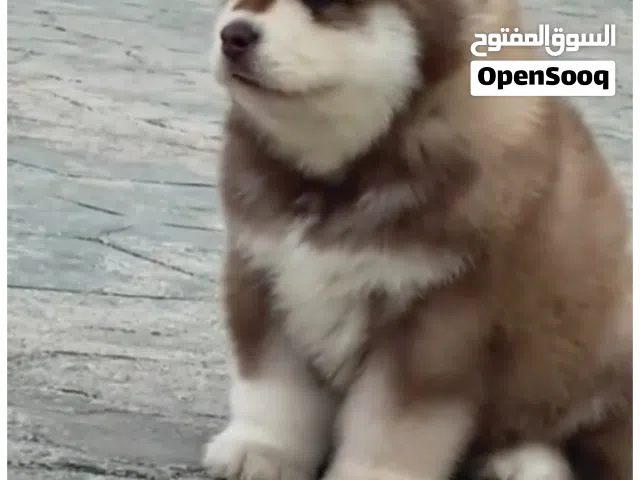 مطلوب الاسكا مالموت
