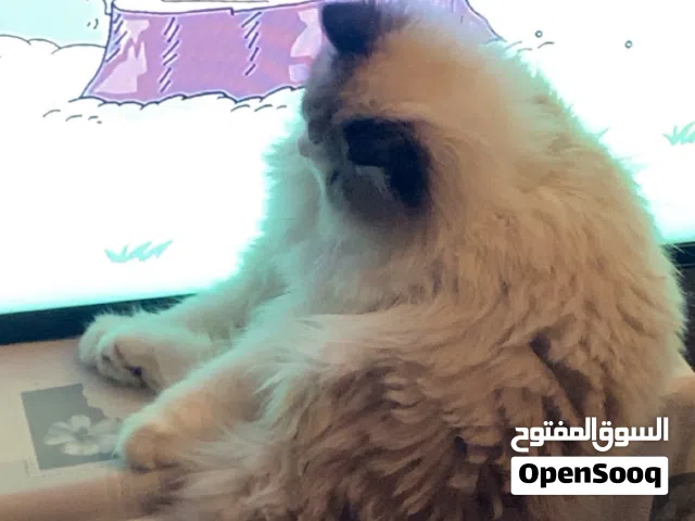 قط ذكر للتزاوج هادي