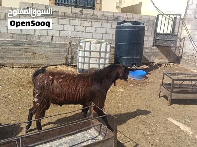 جدي كل جال حبتين بنفع لحم بنفع هداد نخب اول