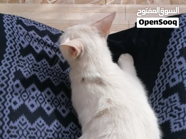 قطه للبيع ب 1
