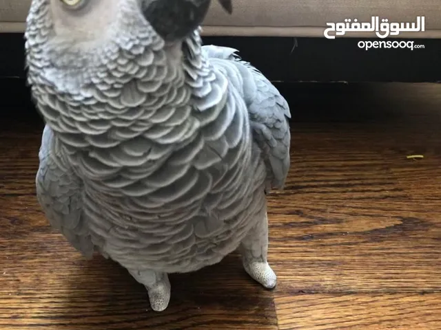 African gray parrot