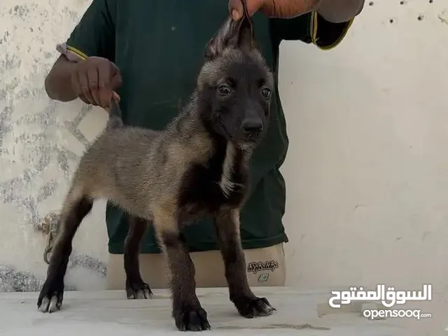 انثى مالينو لون مميز
