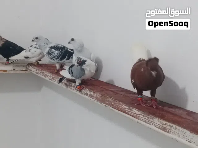 حمام كش للبيع