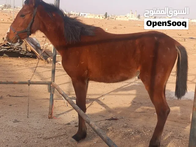 بسم الله ماشاء الله  حصان ذكر  العمر سنة وثلث شهور