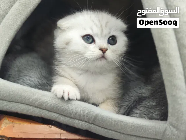 ذكر قط سكوتش فولد سيلفر شدد العمر 55 يوم جاهز لبيته جديد