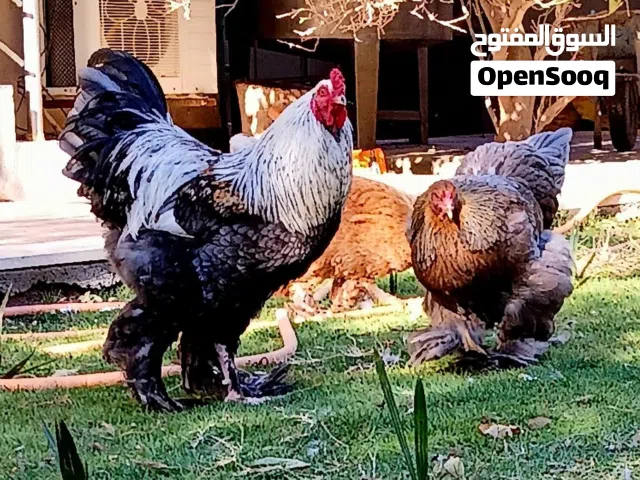 كوبيا برهما. سلمون بلو.   الله يبارك.