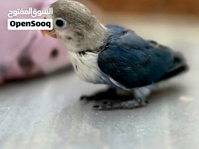 انتاج فيشر للترويض بلو اوبلاين طفره نادره