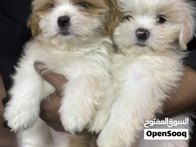 للبيع شيتزو