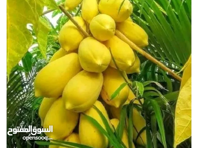 بذور 10 أصناف من الفيفاي