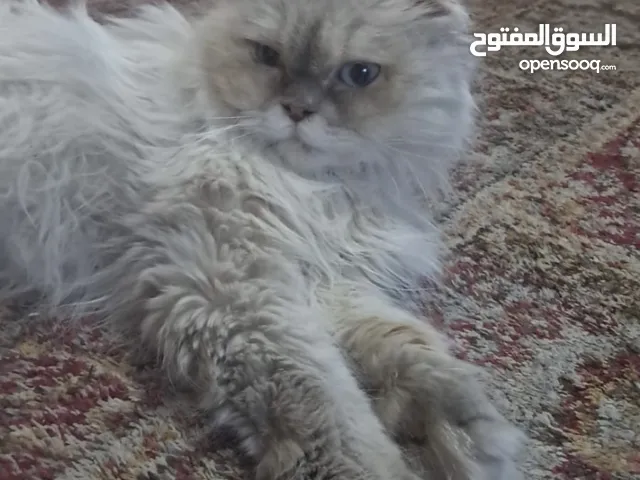 اناثي سكوتش فولد بيور وحده مكس هملايا