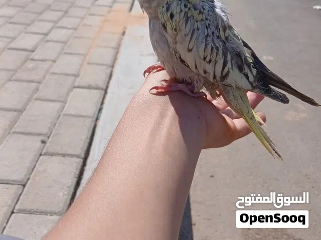 كوكتيل للبيع نص ترويض بعمر 5 اسابيع ربي يبارك ايزابيل