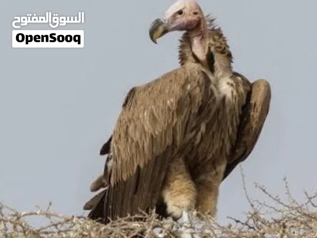 مطلوب طيور جارحه ونسور