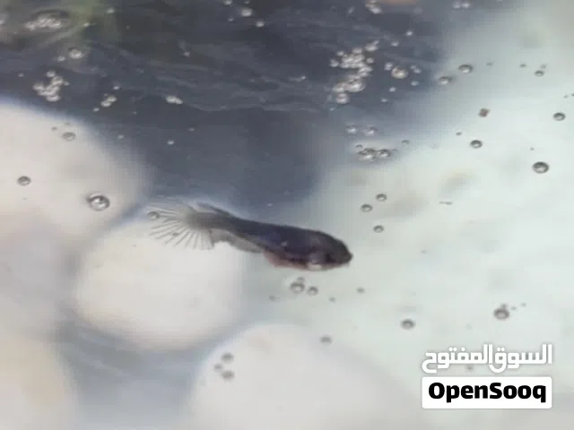 سمك الفايتر