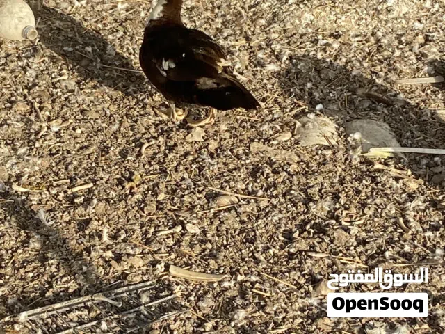 بطه للبيع بثلاثة ريال