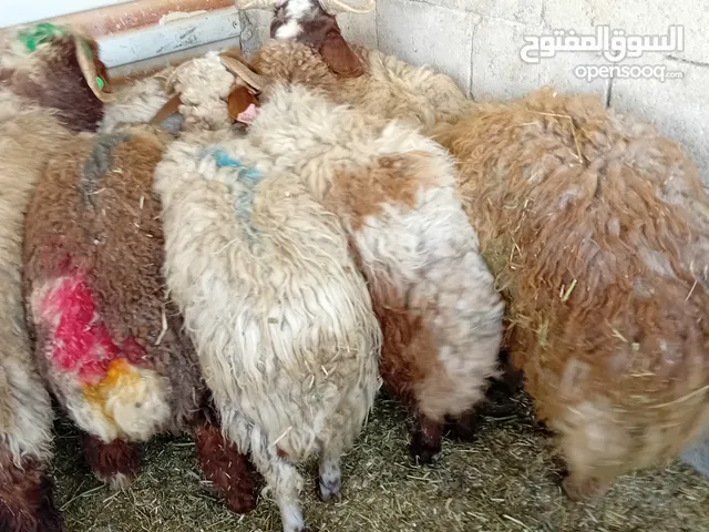 خرفان عدد 10 بلدي