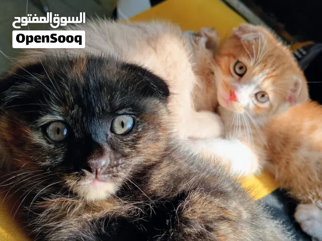 2 months kitten for sale