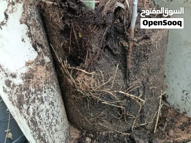 فسائل نخيل
