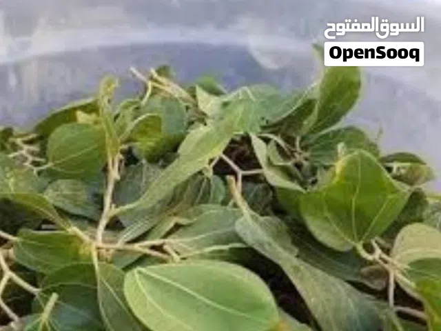 ورق سدر للبيع  ورق ليس مطحون