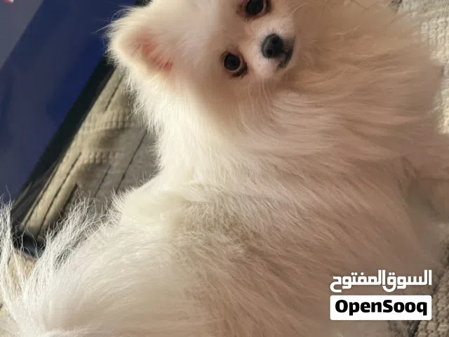 كلبه بومرينيان بسعر مغري