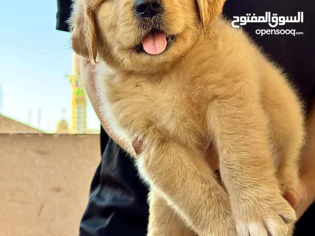 جراوي جولدن مستوي عالي جدا