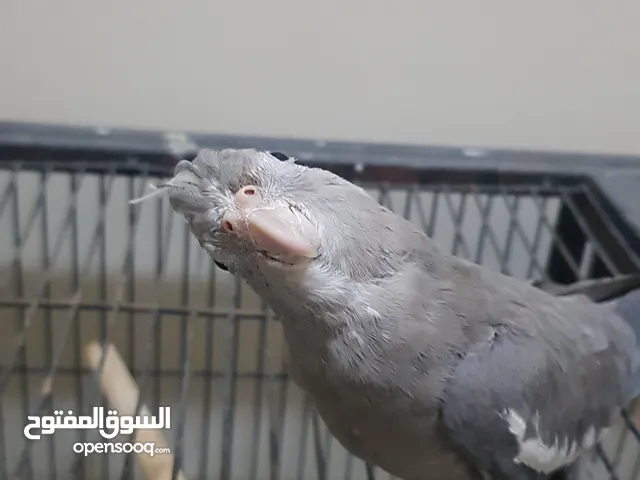 كوكتيل انثى الوصف مهم!