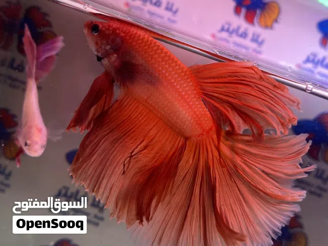 اسماك فايتر جملة ومفرد