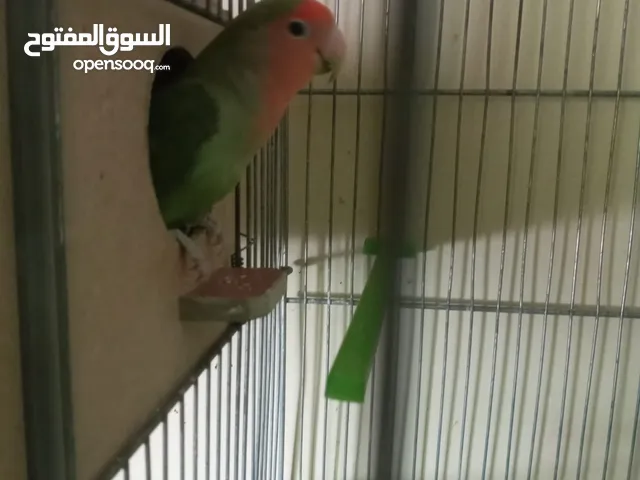زوجين روز  للبيع بصحة ممتازة بلديات فرخوا الوان جميلة معهم مطير