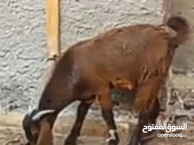 جداية بلدية للبيع ية للبيع