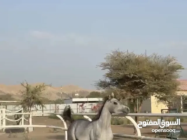 خيل فحل واهو العمر سنتين ونص