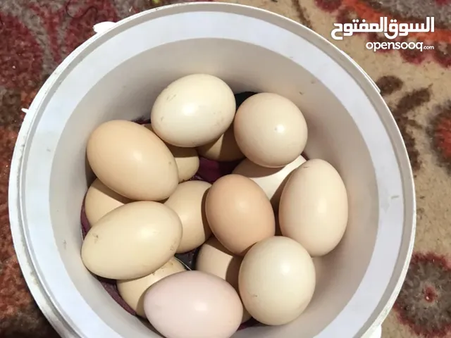 مطلوب بيض دجاج كون من ابو الخصيب