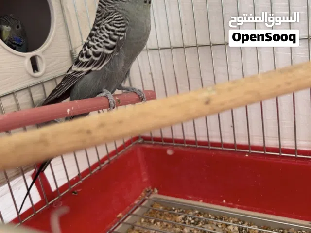 بسم الله مشاء الله شوف الوصف
