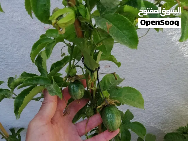 يتوفر لدينا اشتال الباشن فروت الضفه تحمل ثمر وزهر السعر 6 دنانير