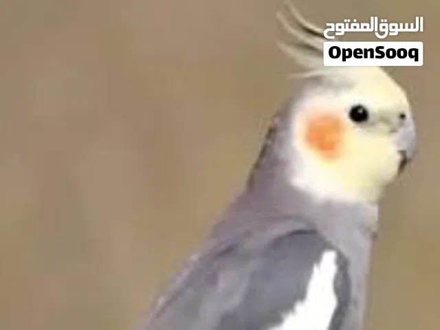 6 ببغاء للبيع