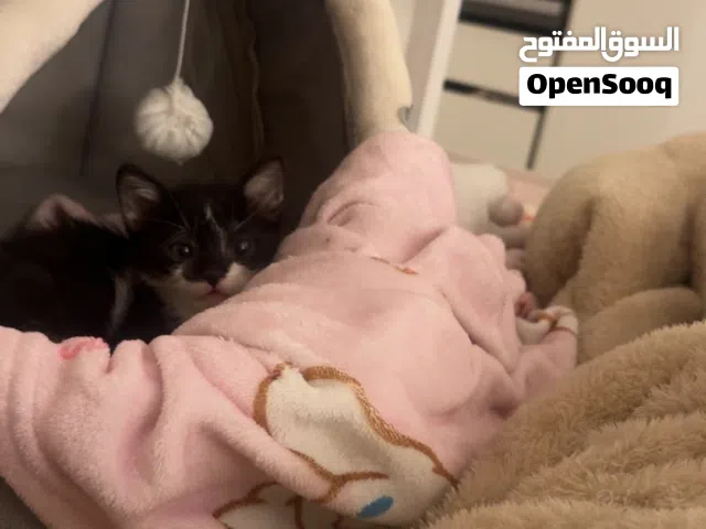 قطوه للتبني