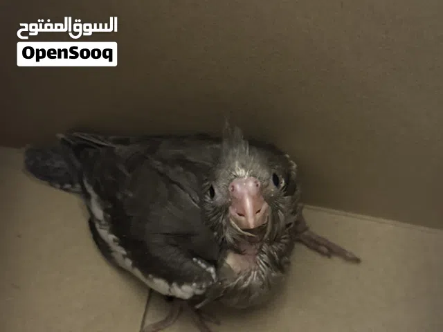 طير كوكتيل