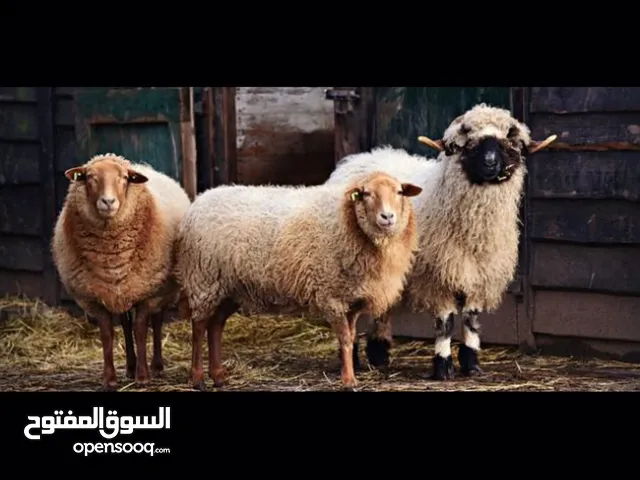 قصاب العيد
