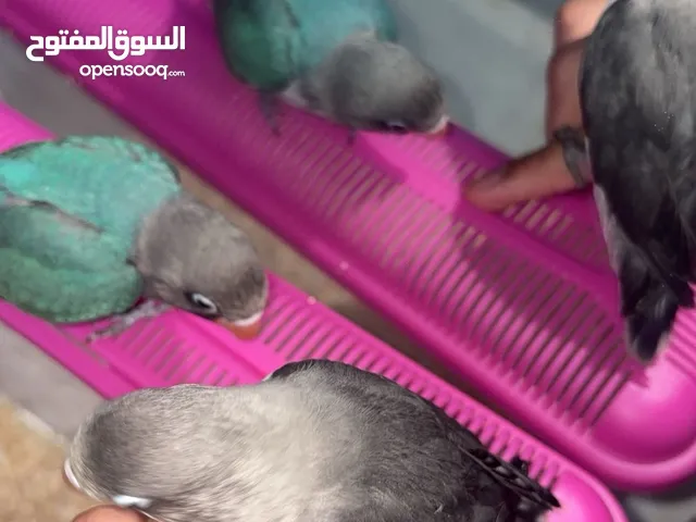 عصافير فيشر اليفين