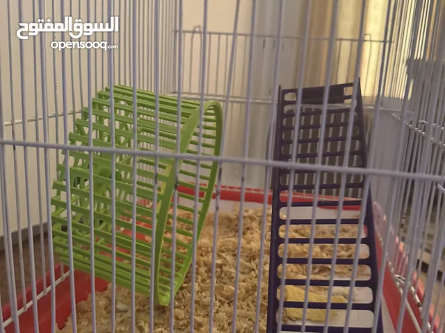 هامسترين بنت وولد للتبني