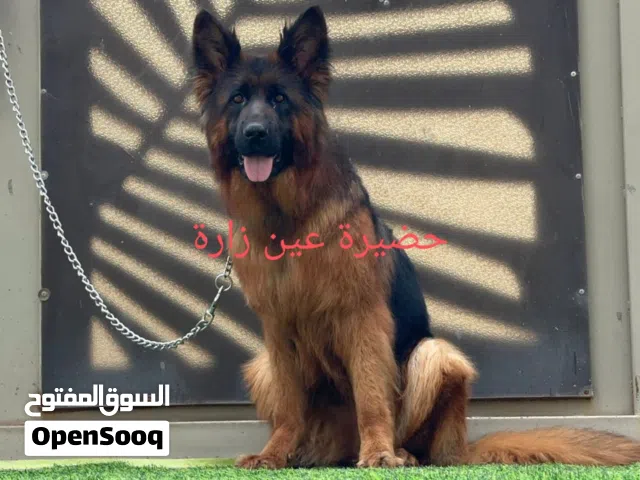 انتاية جيرمين شيبرد لونق هير استراد تونس