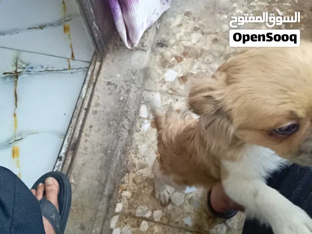 كلب بيكينز