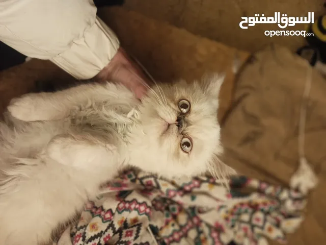 قط كيتن همالايا شيرازي بسعر لقطة
