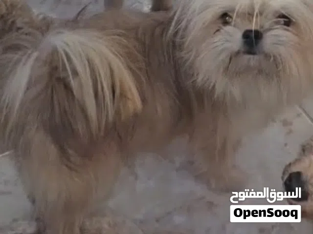 pomshi female mini size 6 months maltipoo female 5 months pomeranian male 5 months vaccinated