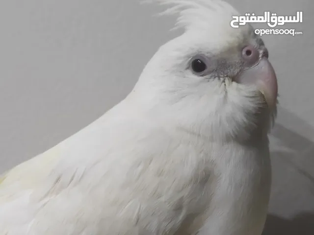 كوكتيل لون ابيض أليف