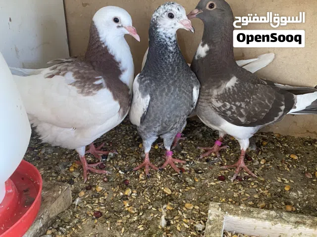 بيع دجاج وحمام