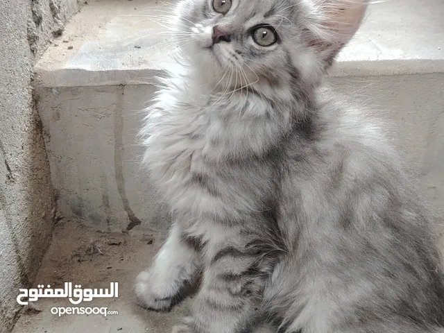 ذكر شيرازي ع تركي لون رمادي ثلجي عمر 4 اشهر دبدوب ولعوب ونظيف وأليف وصحته فل الفل