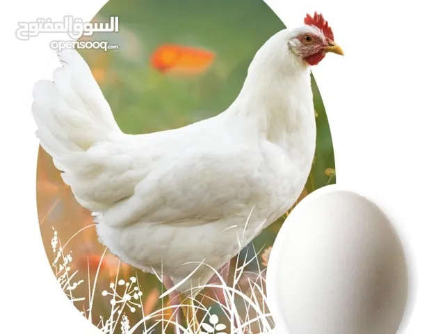 يتوفر دواجن لوهمان الابيض الأصلية