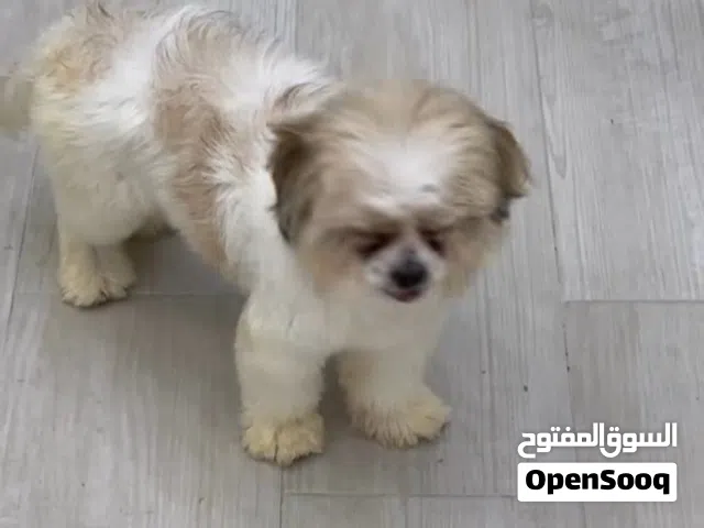 شیتزو واحد سنه