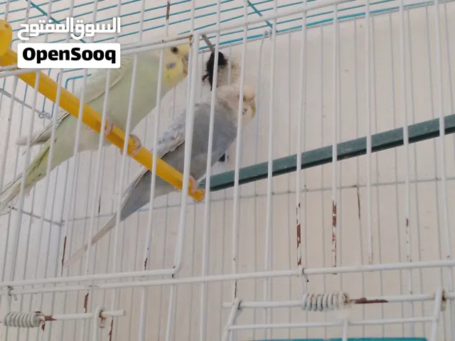 جوز عصافير حب حبات انظف من النظافه