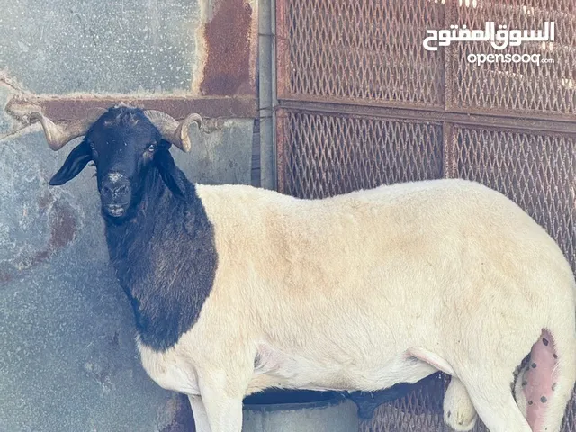 فحل هجين للبيع درجة ماشاء الله
